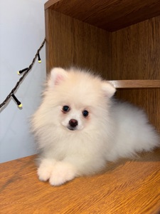 Цуценята померанського шпіца