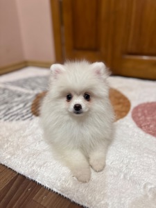 Цуценята померанського шпіца