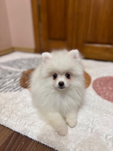 Цуценята померанського шпіца