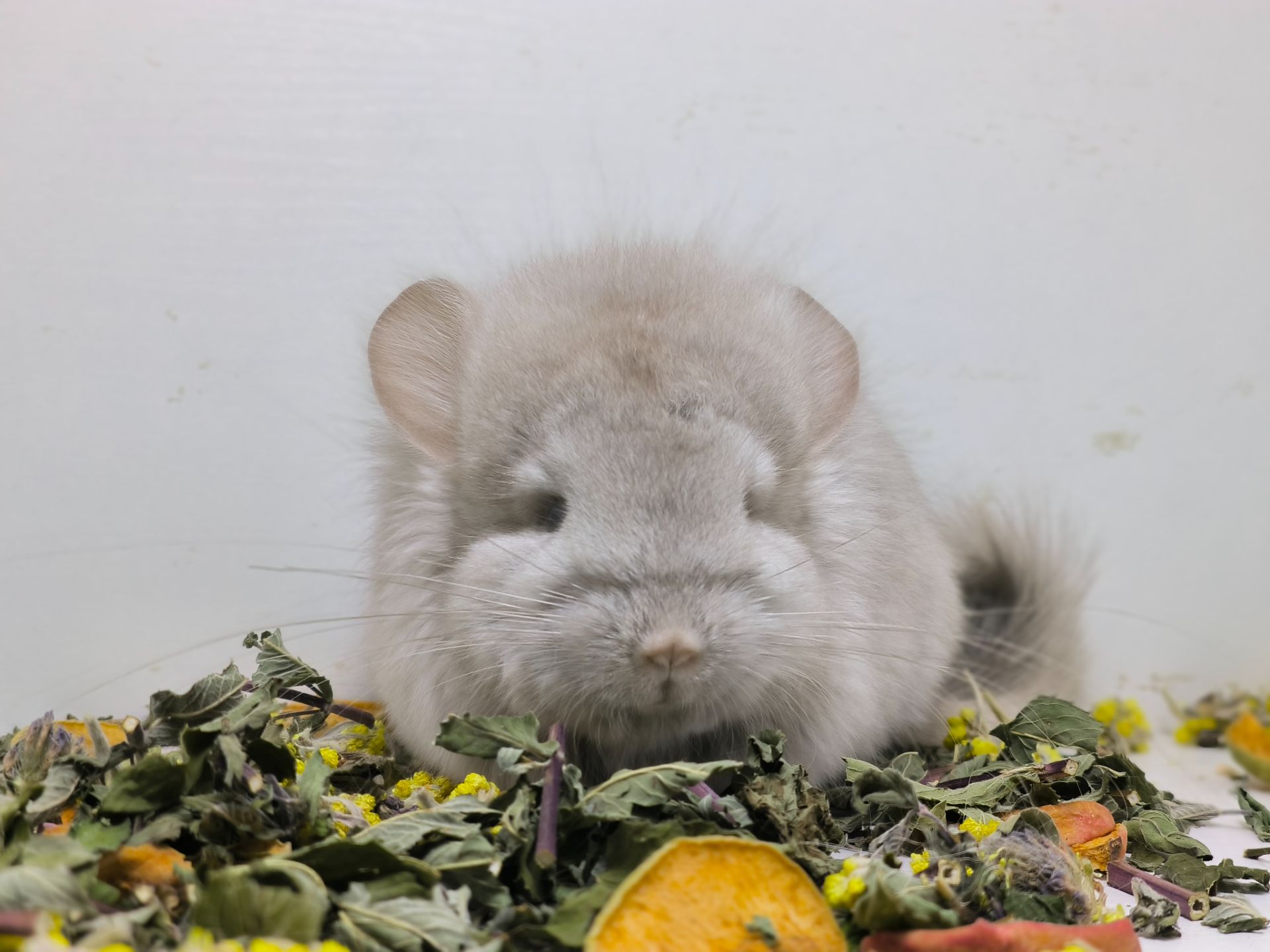 Беж Ангора носій фіолету дівчинка шиншила