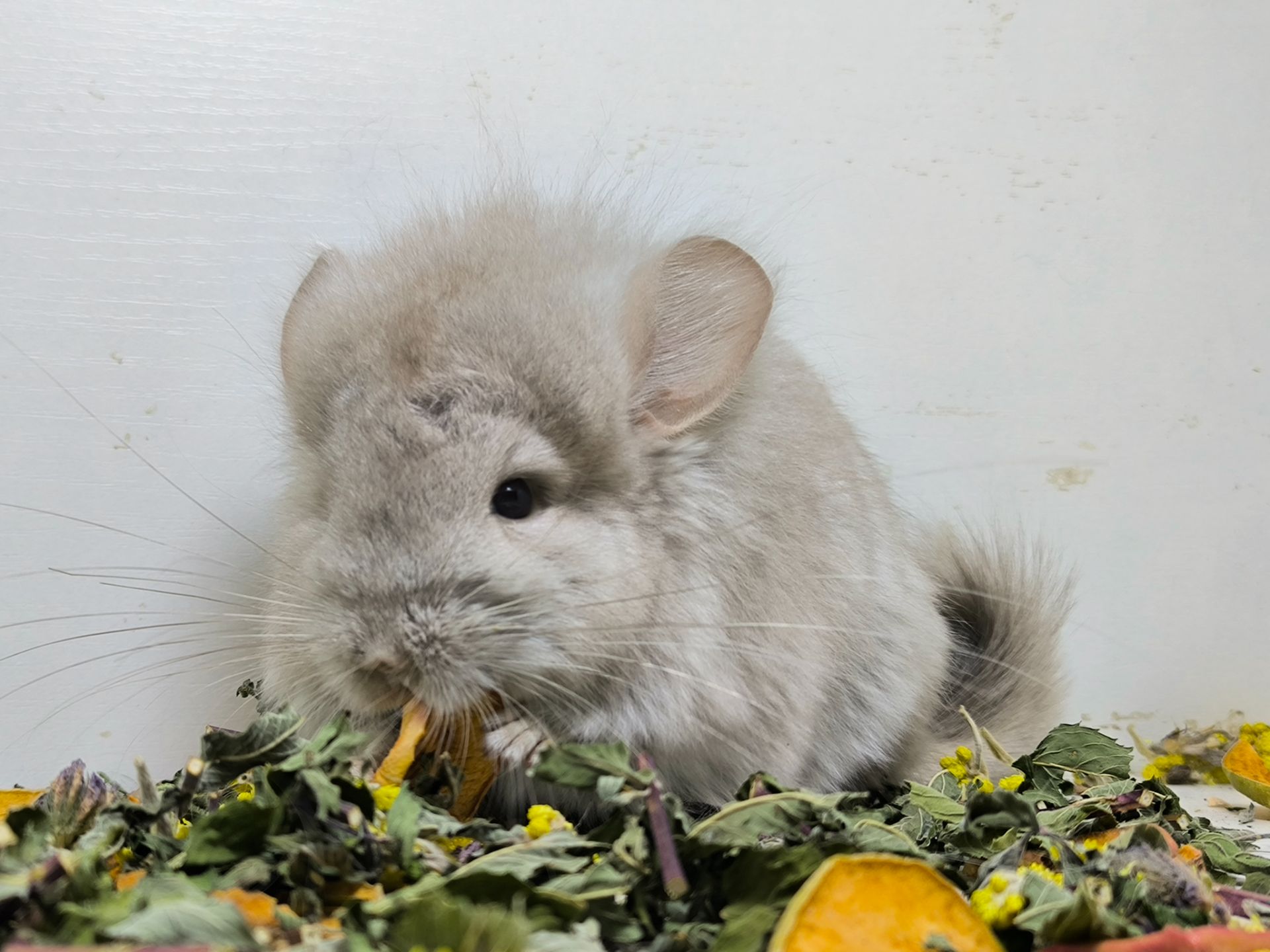 Беж Ангора носій фіолету дівчинка шиншила