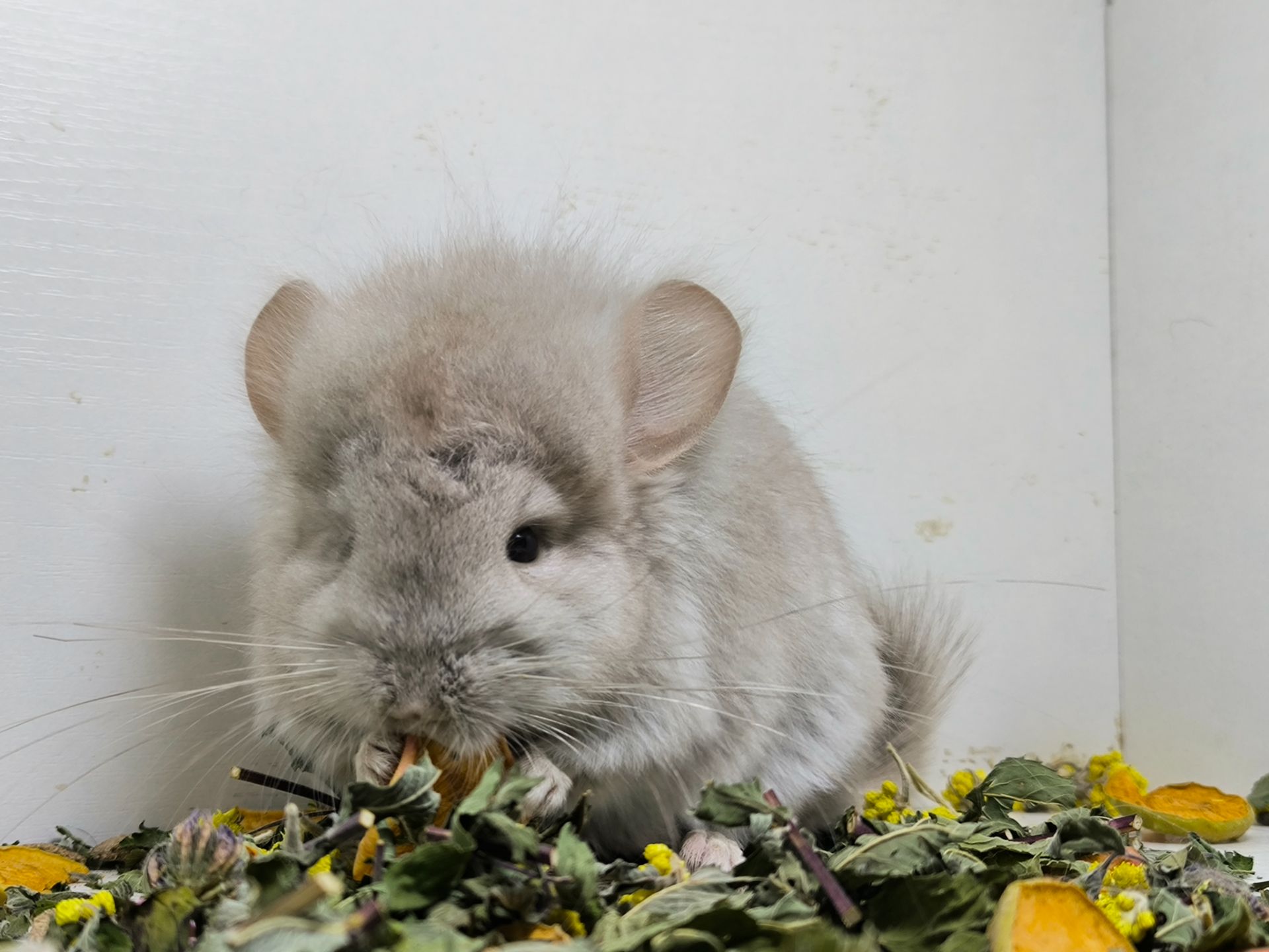 Беж Ангора носій фіолету дівчинка шиншила