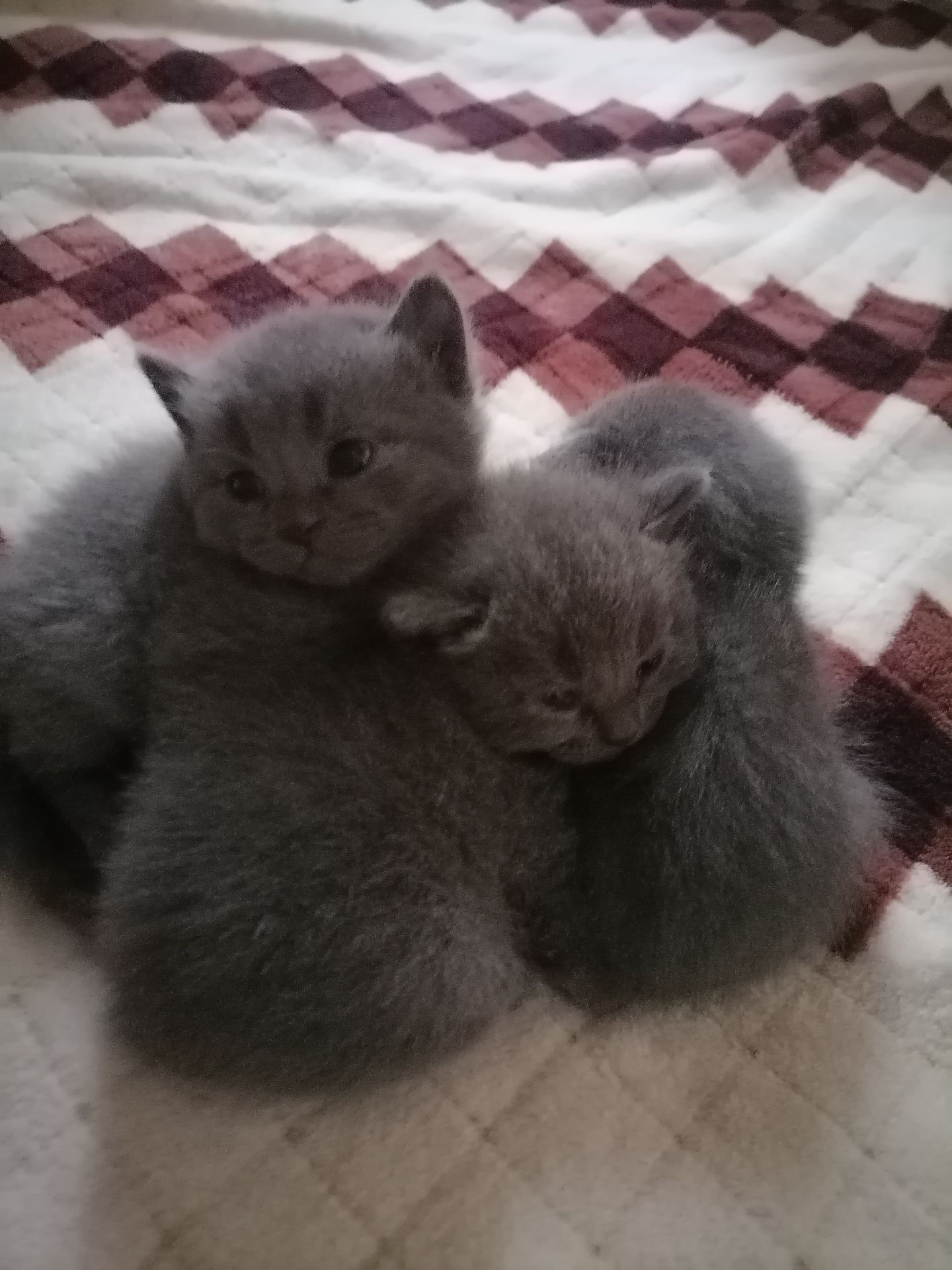 Шотландські кошенята