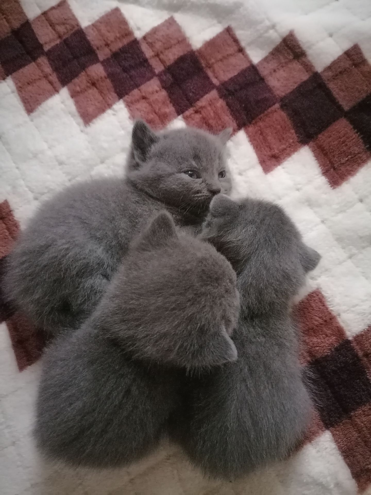 Шотландські кошенята