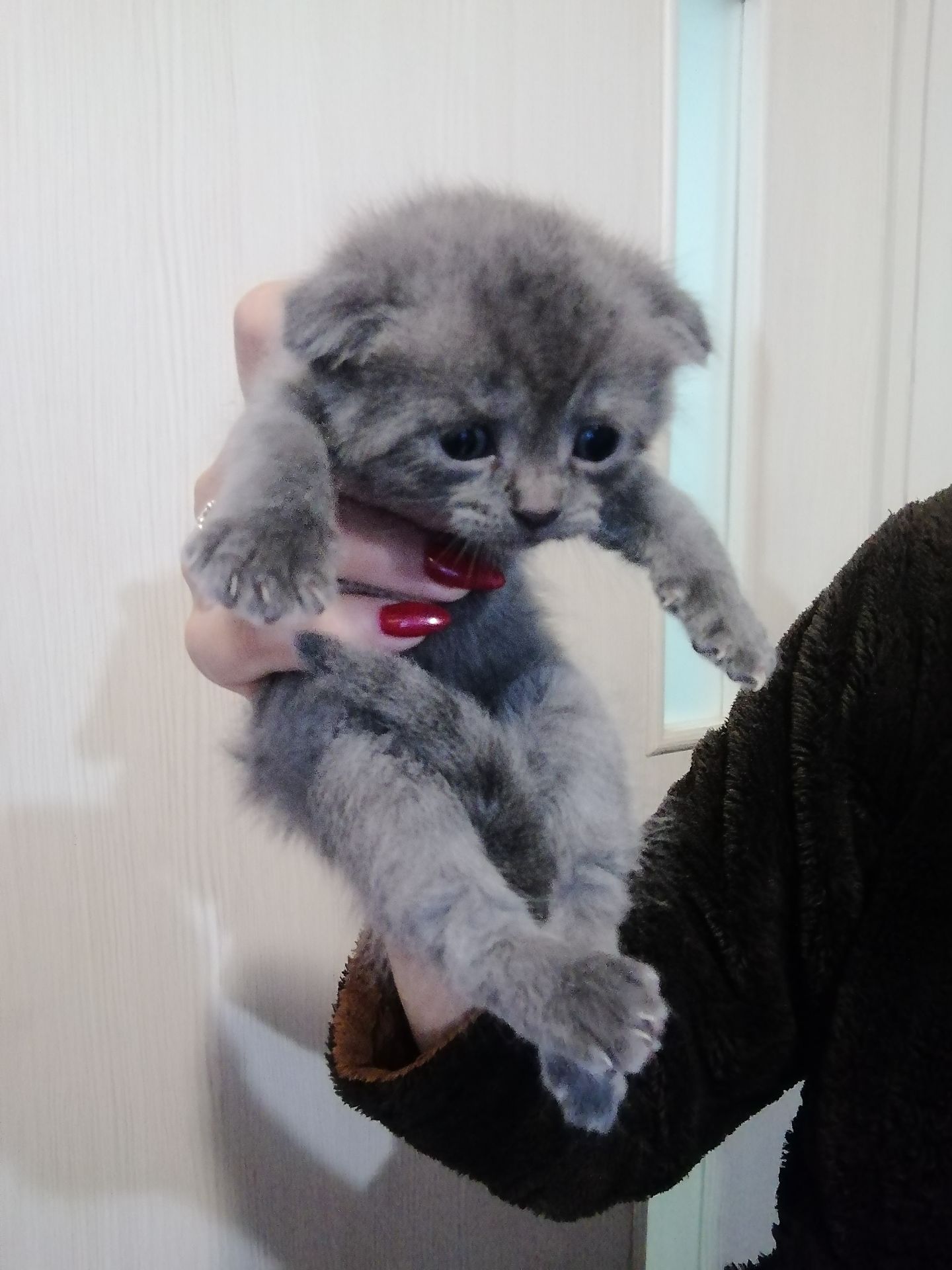 Шотландські кошенята