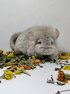 Беж Ангора носій фіолету дівчинка шиншила