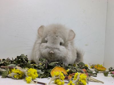 Беж Ангора носій фіолету дівчинка шиншила