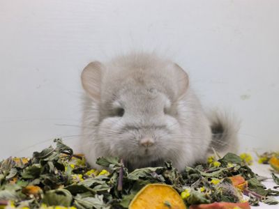 Беж Ангора носій фіолету дівчинка шиншила