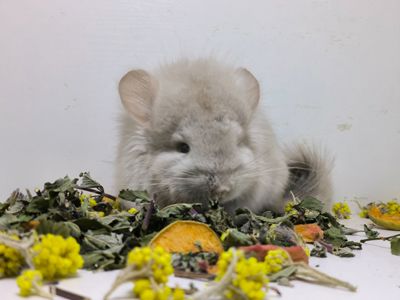 Беж Ангора носій фіолету дівчинка шиншила