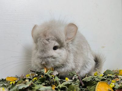 Беж Ангора носій фіолету дівчинка шиншила