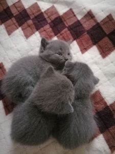 Шотландські кошенята