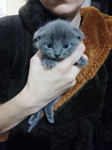 Шотландські кошенята