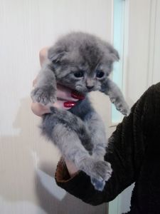 Шотландські кошенята