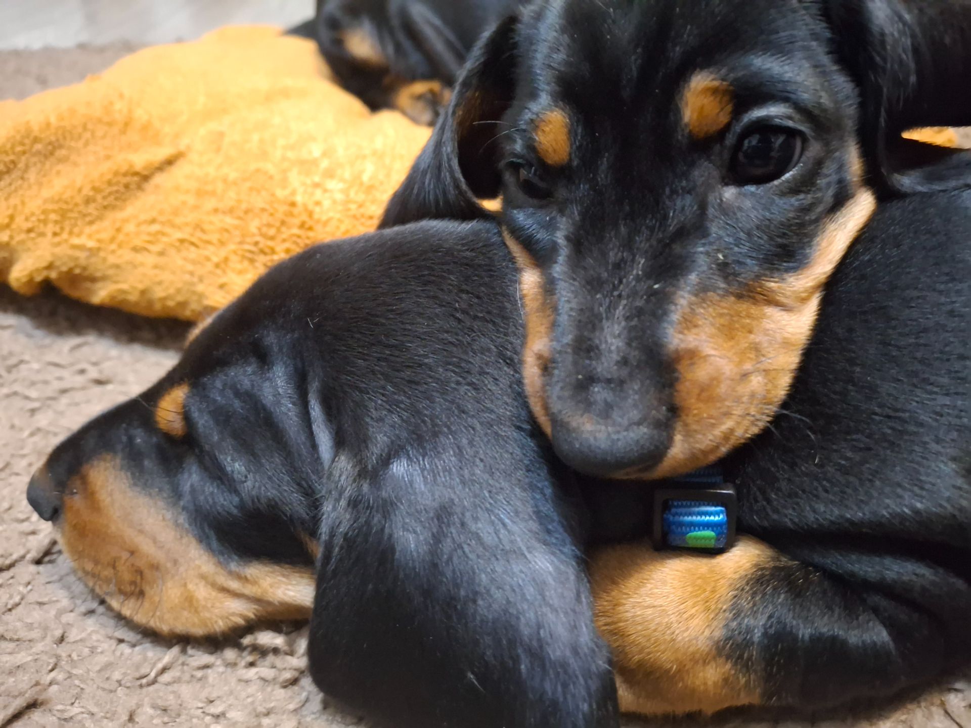 Щенята такси