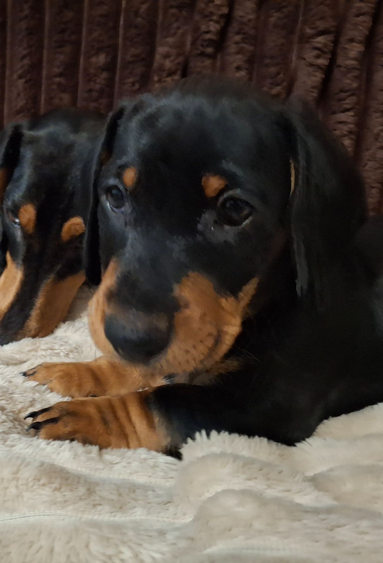 Щенята такси