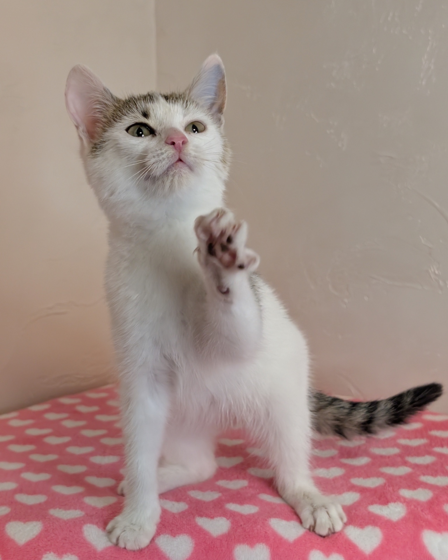 Котеня кішечка Барселона