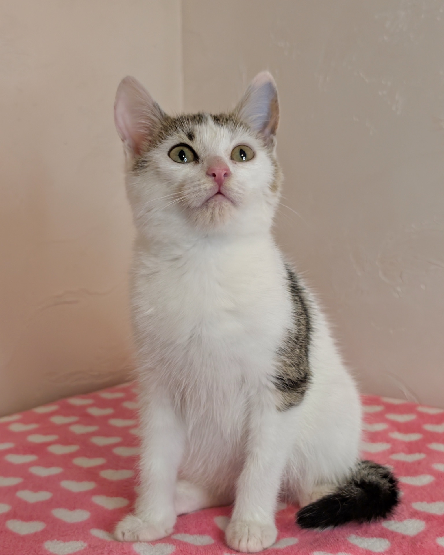 Котеня кішечка Барселона