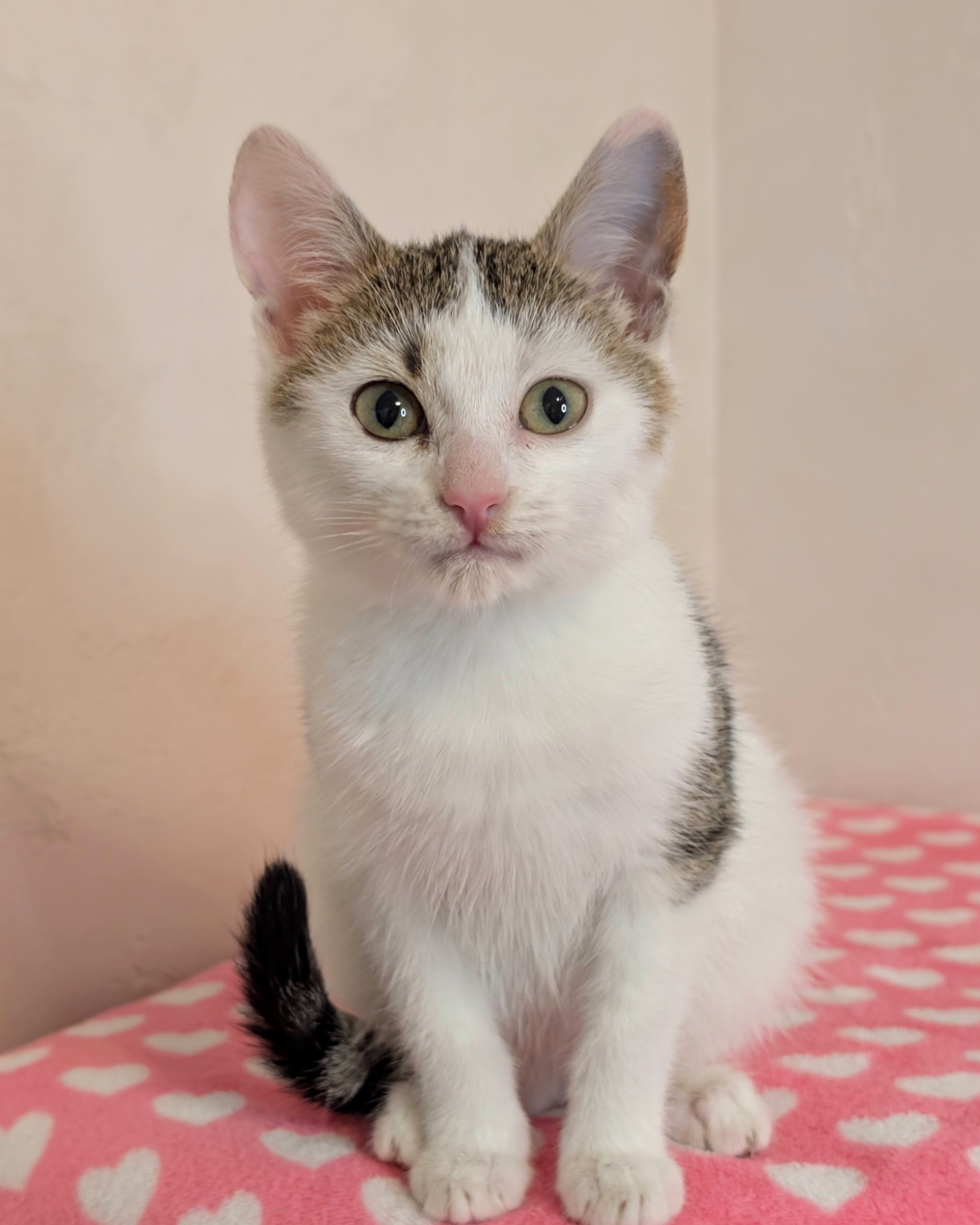 Котеня кішечка Барселона