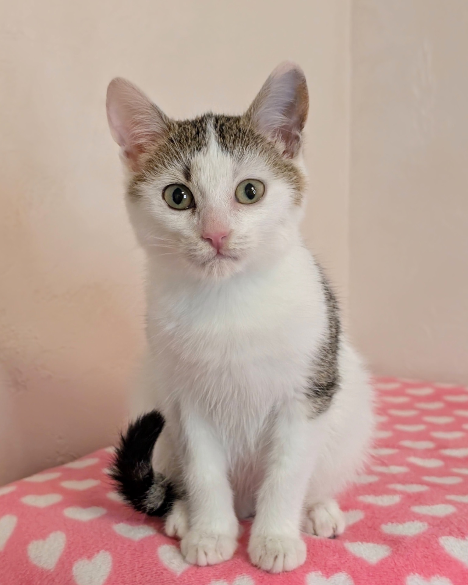 Котеня кішечка Барселона