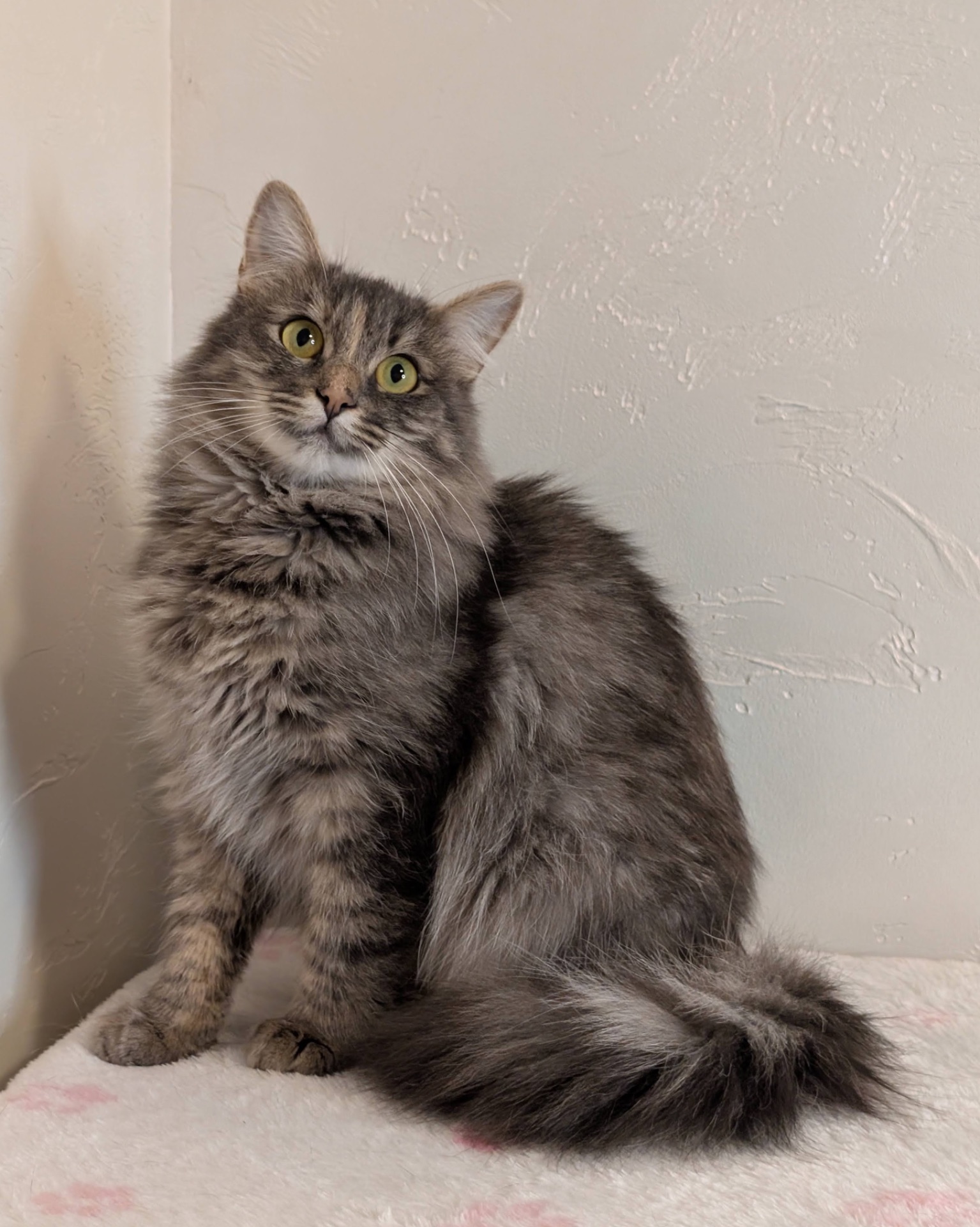 Розкішна молода кицюня шукає дім