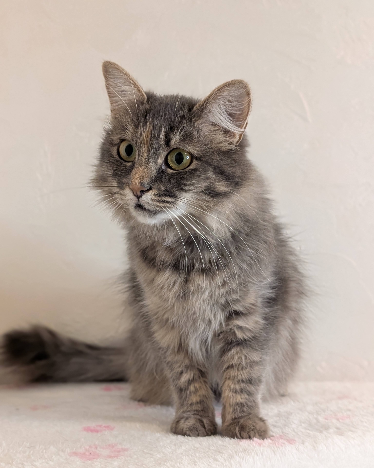 Розкішна молода кицюня шукає дім