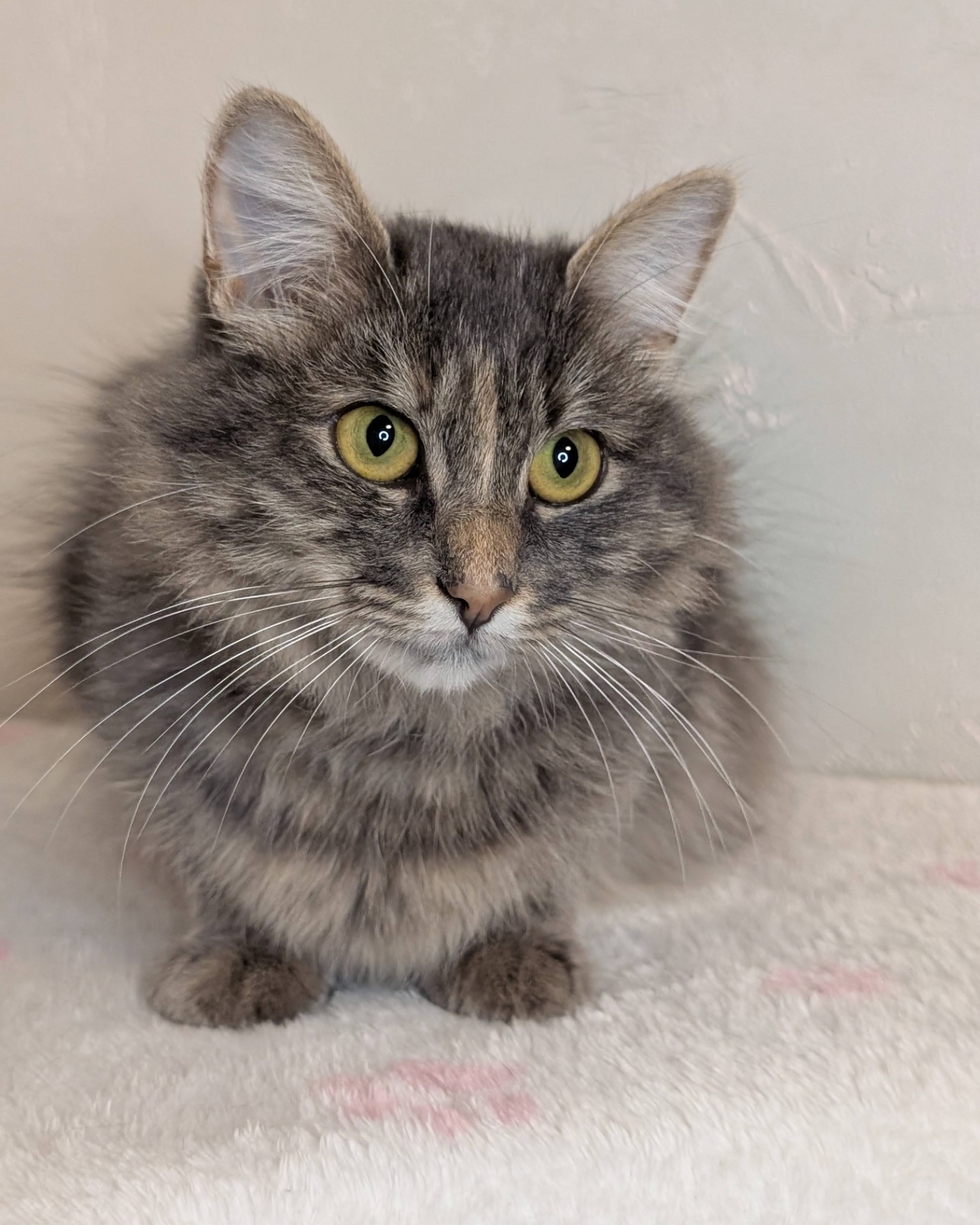 Розкішна молода кицюня шукає дім