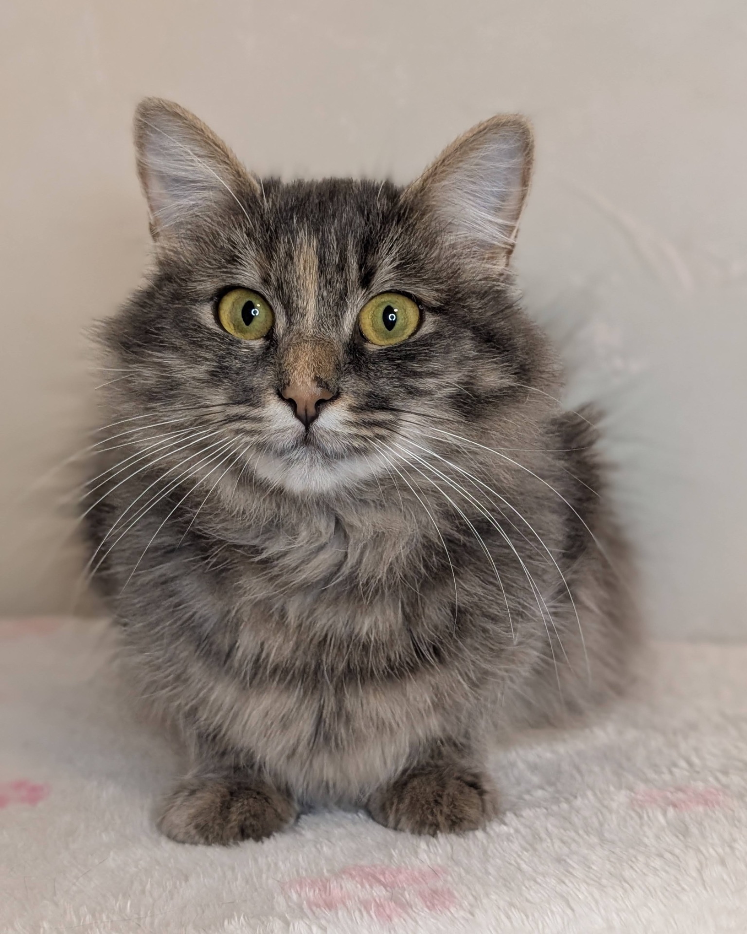 Розкішна молода кицюня шукає дім