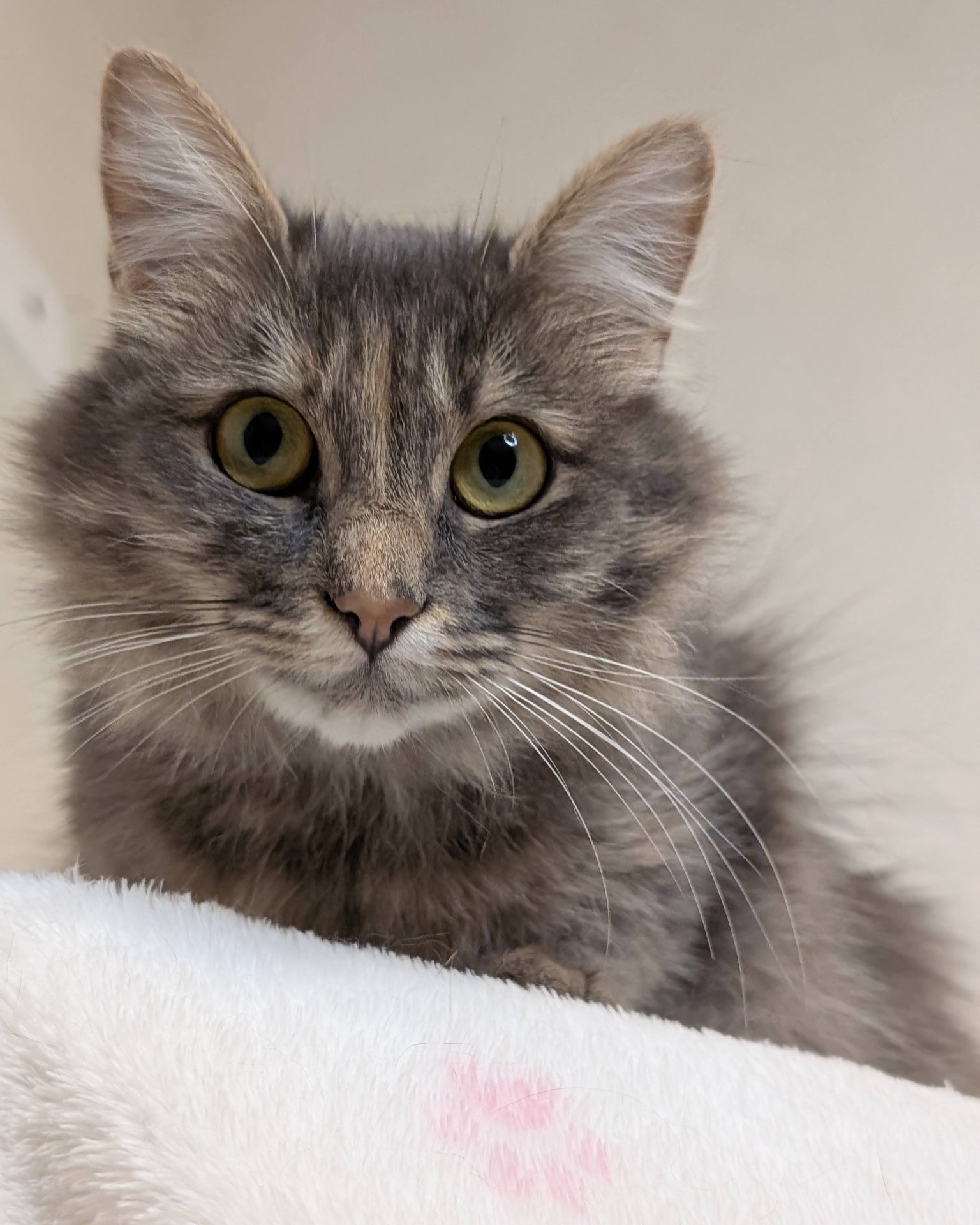 Розкішна молода кицюня шукає дім