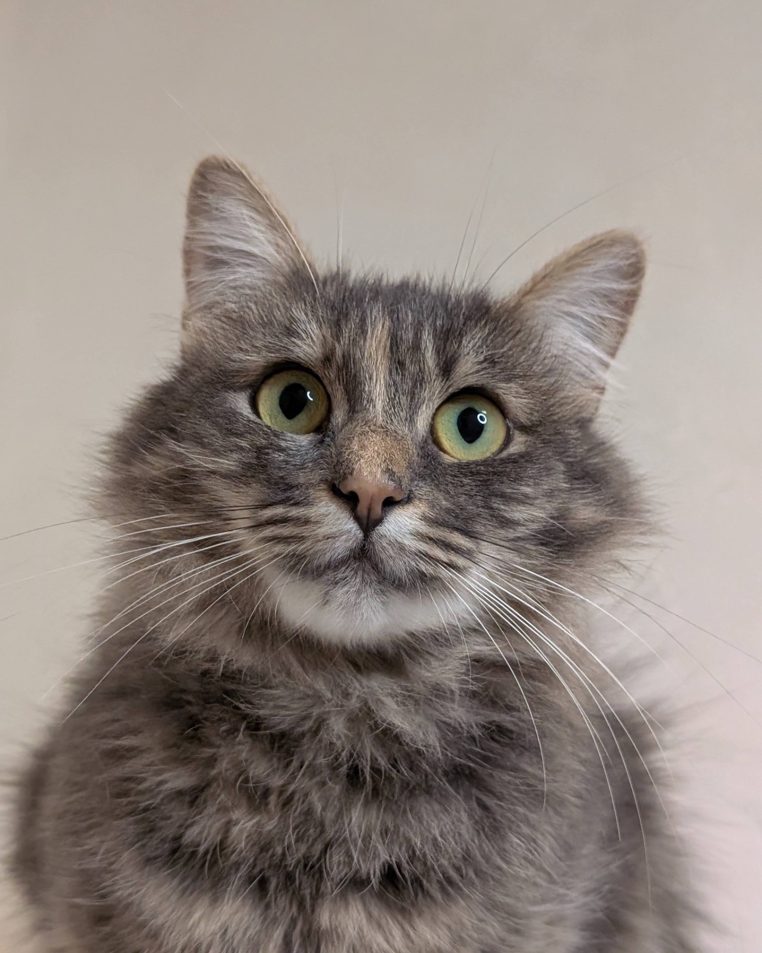 Розкішна молода кицюня шукає дім