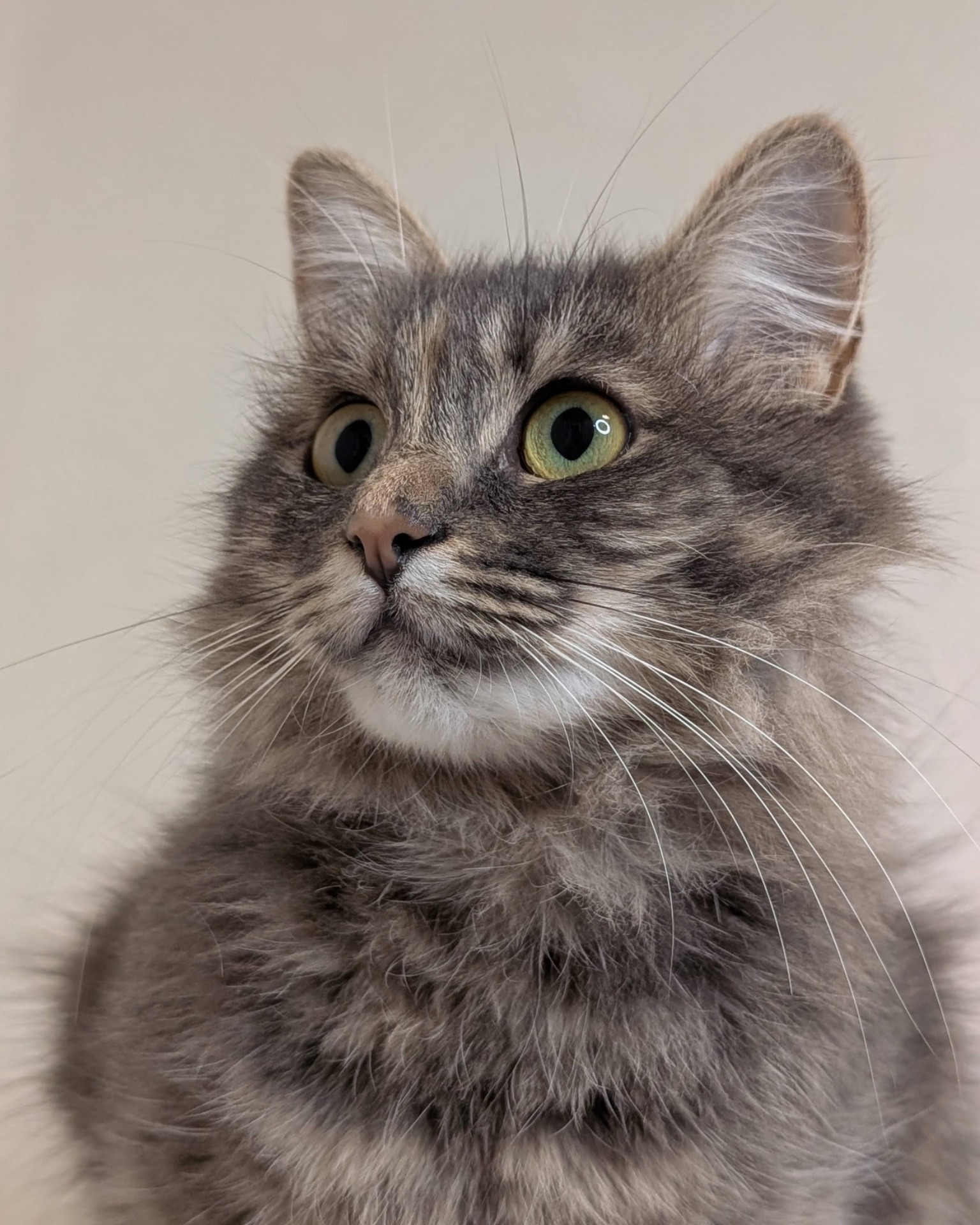 Розкішна молода кицюня шукає дім