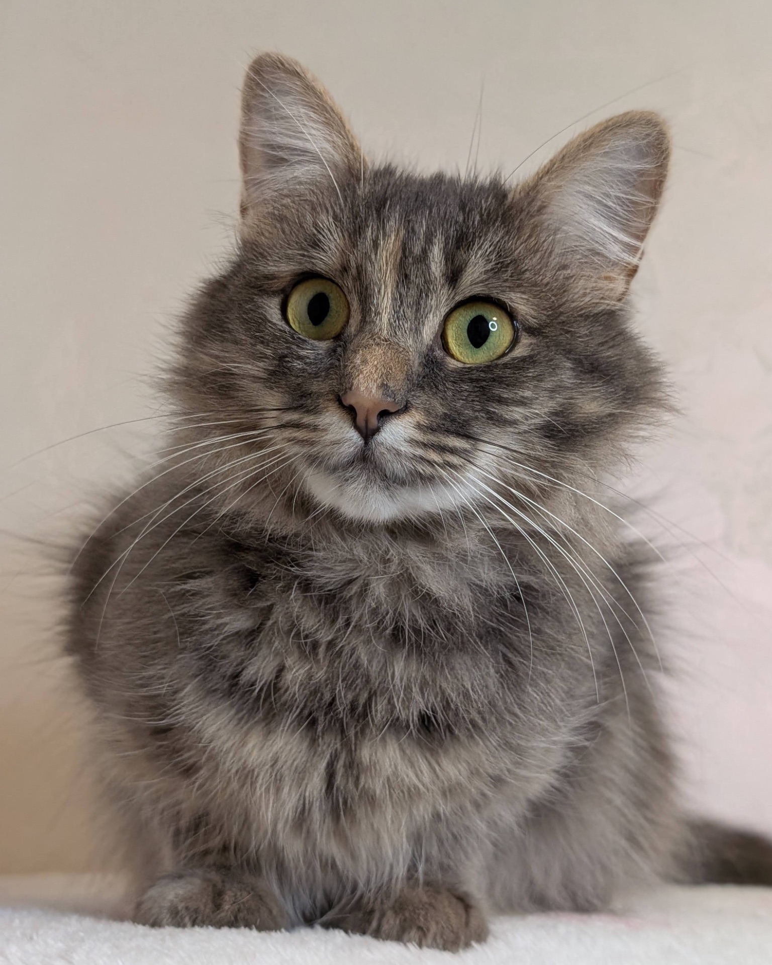 Розкішна молода кицюня шукає дім