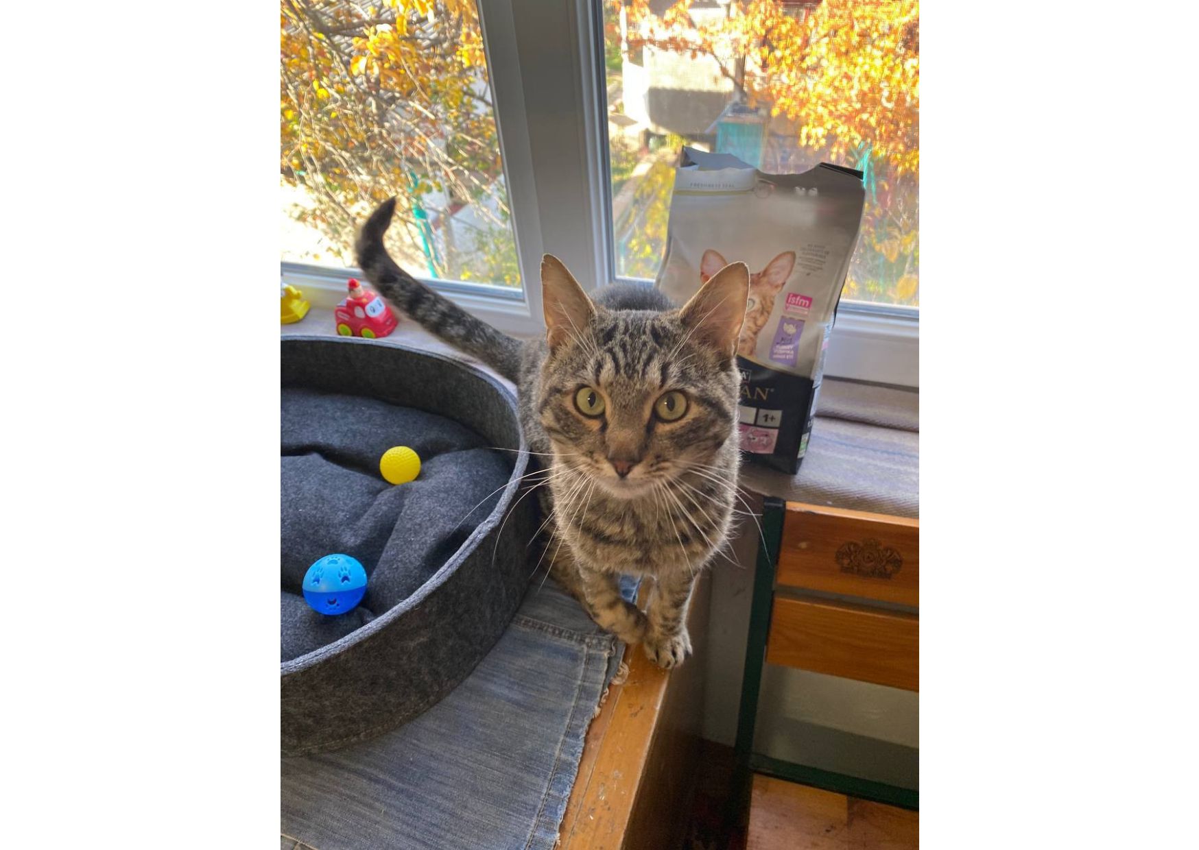 Неймовірний котик шукає дім!