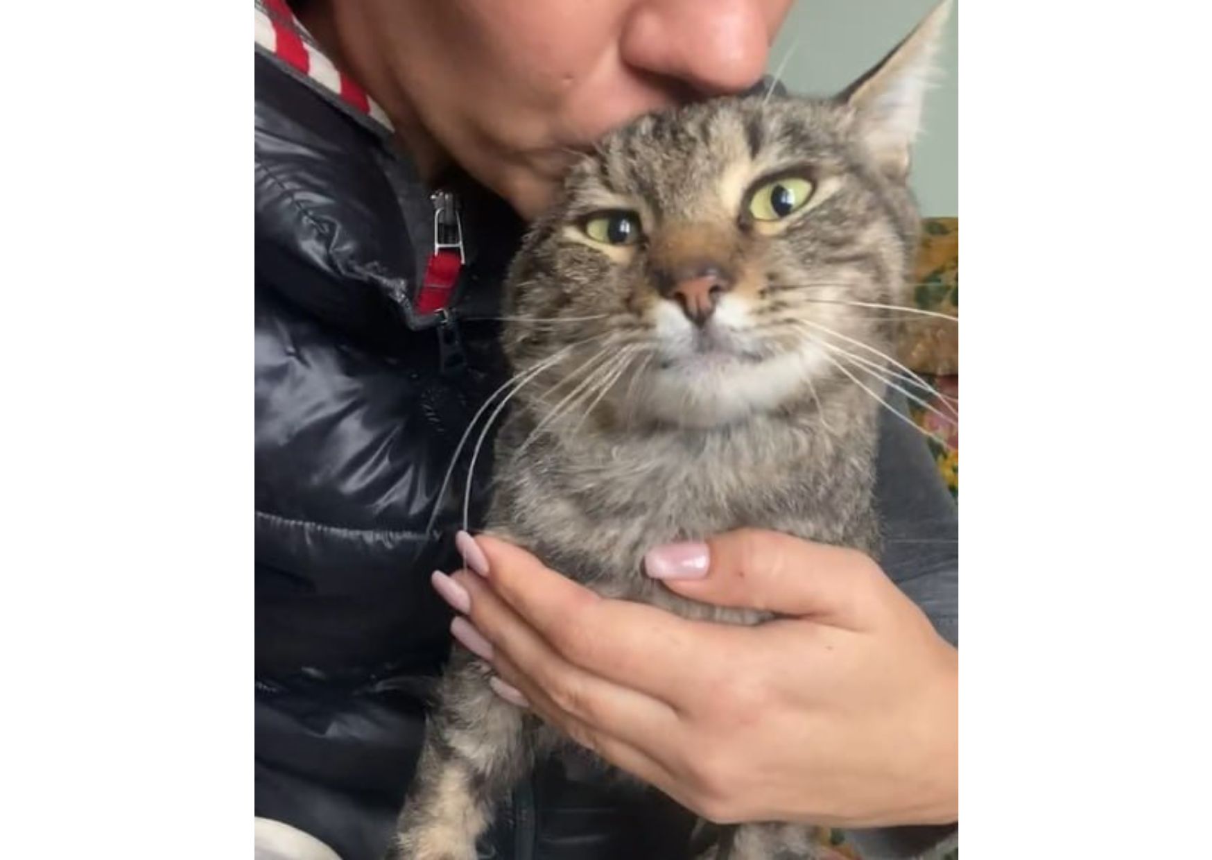 Неймовірний котик шукає дім!