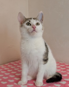 Котеня кішечка Барселона