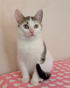 Котеня кішечка Барселона