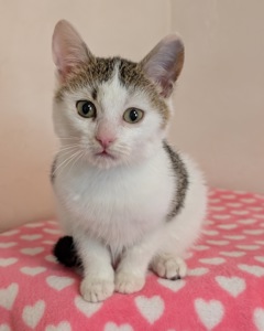 Котеня кішечка Барселона