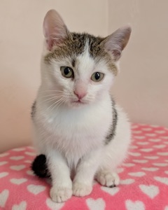 Котеня кішечка Барселона