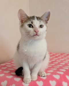 Котеня кішечка Барселона