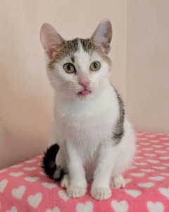 Котеня кішечка Барселона