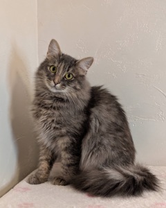 Розкішна молода кицюня шукає дім