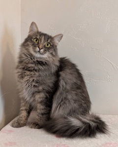 Розкішна молода кицюня шукає дім