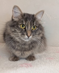 Розкішна молода кицюня шукає дім