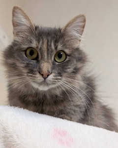 Розкішна молода кицюня шукає дім