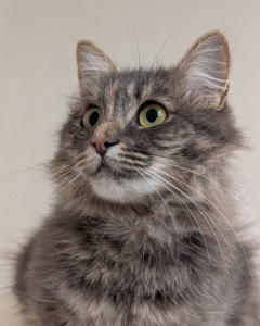 Розкішна молода кицюня шукає дім