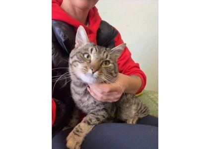 Неймовірний котик шукає дім!