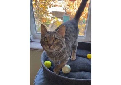 Неймовірний котик шукає дім!