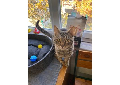 Неймовірний котик шукає дім!