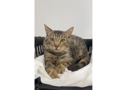 Неймовірний котик шукає дім!