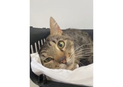 Неймовірний котик шукає дім!