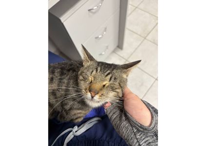 Неймовірний котик шукає дім!